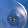 Koala Glass cup Image 2