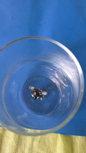 Koala Glass cup