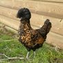 Polish hatching eggs Image 5