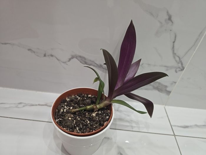 Tradescantia plant
