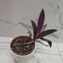 Tradescantia plant Image 3