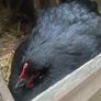3 black Orpington hens 1 blue Orpington hen Image 2