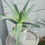 large aloe vera Image 2