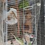 Cage Image 6