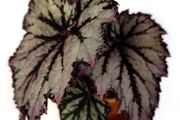 Begonia