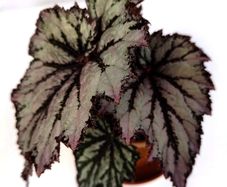 Begonia