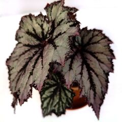 Begonia