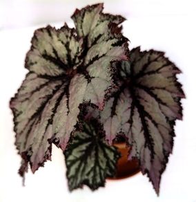Begonia