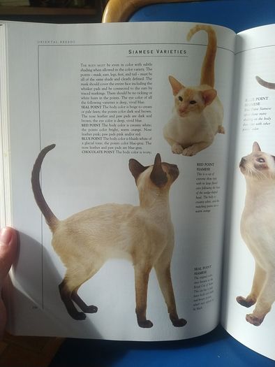 Giant Book of the Cat