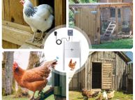 main image for ad EU Stock Upgraded Timing Control Chicken House Automatic Door Opener 110-220V Pets Dog Door Opener Power Failure Protection