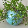 Tradescantia Callisia mini ''Pink Panther and Turtle Vine''  Very cute miniature Tradescantia Image 4