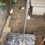 call ducklings and silkie chicks Image 4