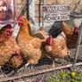 5 laying chickens, coop and run Image 4