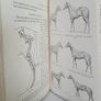 An Eye for a Horse: A Guide to Buying and Judging by Sidney G. Goldschmidt (PT257) Image 8