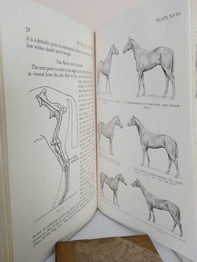 An Eye for a Horse: A Guide to Buying and Judging by Sidney G. Goldschmidt (PT257)