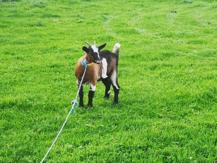 she goat