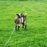 she goat Image 2
