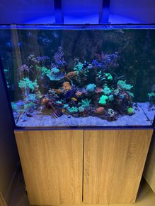 Reef Fish Tank
