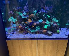 Reef Fish Tank