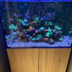 Reef Fish Tank