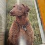 Just Dogs. A Literary And Photographic Tribut To The Great Hunting Breeds. First Edition Large Volume Hardback With Dustjacket In Good Condition.  See Photos For Same. Image 7