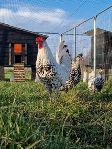 Hatching eggs,and dayolds