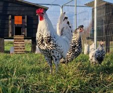 Hatching eggs,and dayolds