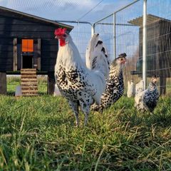 Hatching eggs,and dayolds