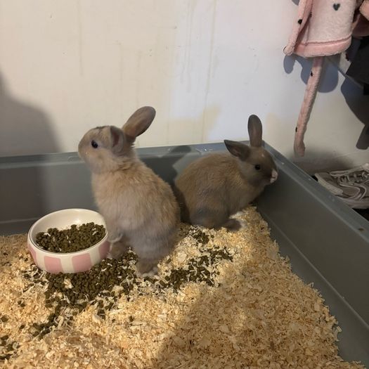 Dwarf Bunnies