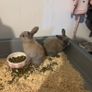 Dwarf Bunnies Image 2
