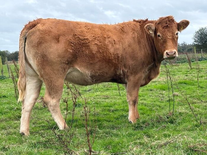 5 smashing incalf heifers