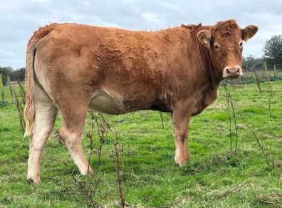 5 smashing incalf heifers