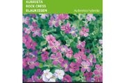 Buzzy Aubrieta Grandiflora mixed seeds 0.15g | Sow in July