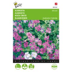 Buzzy Aubrieta Grandiflora mixed seeds 0.15g | Sow in July