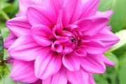 Dahlia Tickled Pink