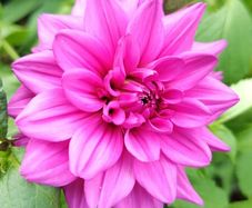 Dahlia Tickled Pink