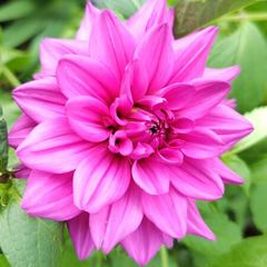 Dahlia Tickled Pink