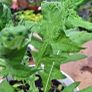 Echinops 'ritro' Image 2