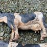 Pair Cast Iron Cow Figurines Rustic Big Size Farm Animal Image 9