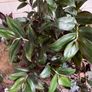 Plant -Tradescantia Zebrina Flame Dance Image 8