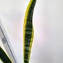 Snake plant Image 3