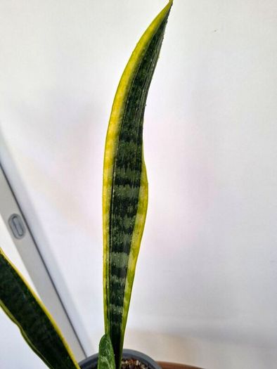Snake plant