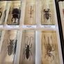 insects in resin Image 5