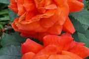 roses plants