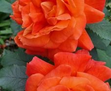 roses plants