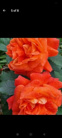 roses plants