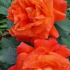 roses plants