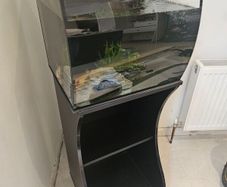Axolotl for sale