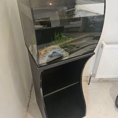 Axolotl for sale