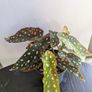 Begonia Maculata Plant Image 7